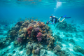 Snorkel Islas del Rosario