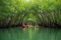 Kayak Manglares La Boquilla